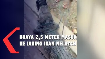 Seekor Buaya 2,5 Meter Masuk Ke Jaring Ikan Nelayan