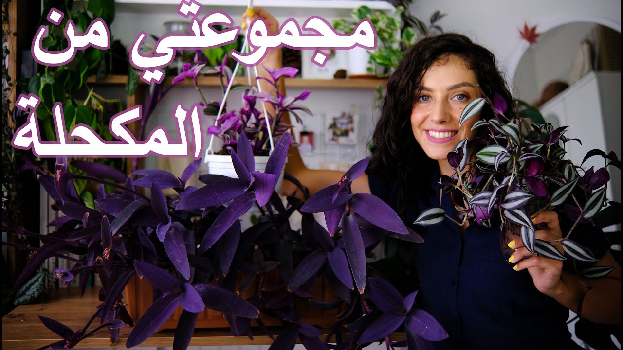 مجموعتي من نبتة المكحلة: 4 أنواع مختلفة من نبتة المكحلة وطريقة العناية بهم