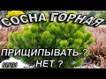 Горная сосна PINUS MUGO Нужна ли прищипка?