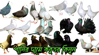 যতো খুশি ততো নিন মাত্র ৩০০ টাকা করে কবুতর ২০২৪ সালের সেরা অফারে কবুতর কিনুন