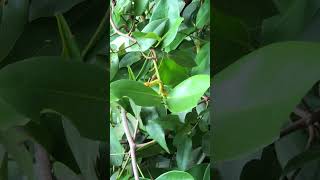 Worms At Phnom Bakheng Temple Siem Reap Cambodia