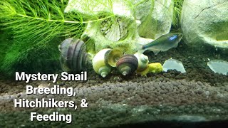 Mystery Snails Breeding, Hitchhikers, & Feeding 15 Gallon Planted Aquarium - Fish Adventures by Skye Gibbens 2,303 views 3 years ago 22 minutes