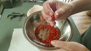 Asparagus seed collection.  Easy how to