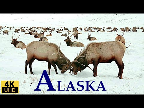 ALASKA 4K RAHATLAMA FİLMİ/ALASKA YABAN HAYATI, MANZARALAR/DOĞA SESLERİ/Rahatlatıcı MÜZİK