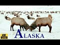 ALASKA 4K RELAXATION FILM/ LIFE IN ALASKA/ ALASKA WILDLIFE, LANDSCAPES/ NATURE SOUNDS/RELAXING MUSIC