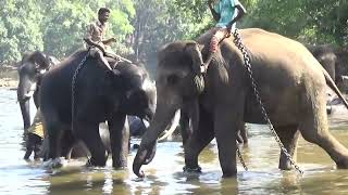 ELEPHANT BATHING AT DUBARE -1 , COORGE , KARNATAKA , INDIA .