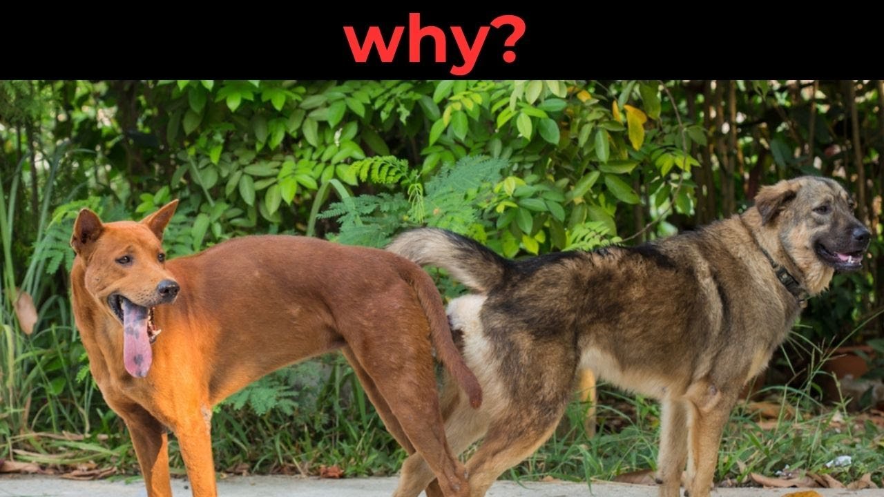 "Why Do Dogs Get Stuck After Mating? The Surprising Science Explained"
