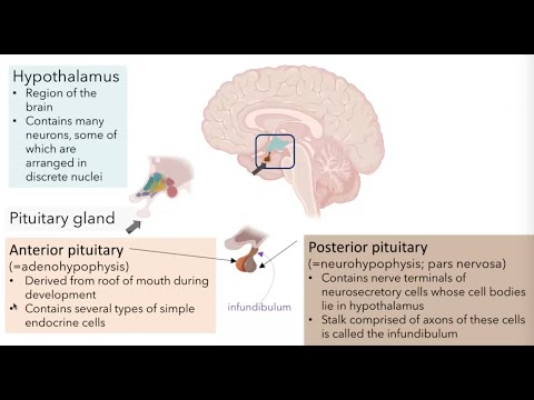 Hypothalamic Pituitary Axis