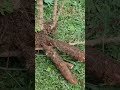 Colhendo aipim da horta caseira
