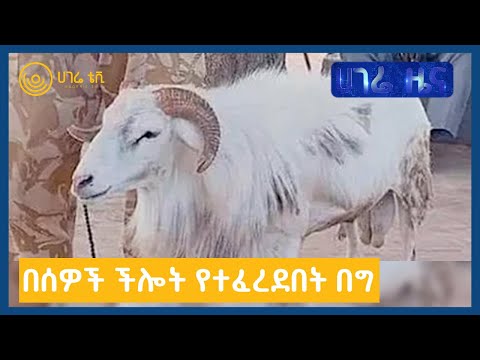 ቪዲዮ: አንዲት በግ ከጠባች በኋላ መራቅ ትችላለች?