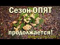 Сезон ОПЯТ продолжается! Но еще не основной сезон. Дневник 22.10.23 г