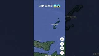 🐳🐳 Blue Whale on google map 😱😱 #findmeyt