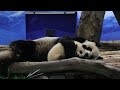 2020 12 30 圓圓上架圓寶跟 母女依偎享天倫 Giant Panda Yuan Yuan & Yuan Bao