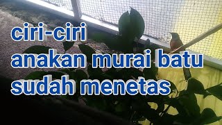 Ciri TELUR MURAI BATU sudah MENETAS