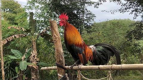 Saib qaib dib qaib cuab zoo nraug ua ke nawb…..