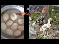 Parrot Beak Long Tail Eggs | 9618696824 | Video 1140 | Rythu Market 1
