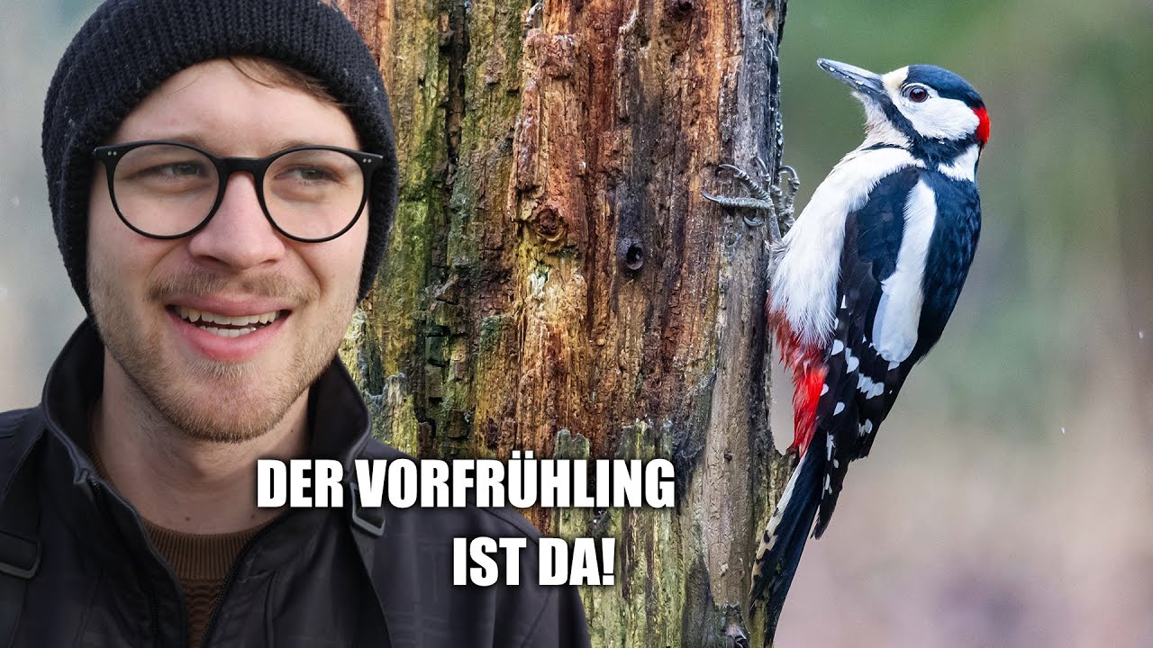Die Spechte spielen verrückt! Artenvielfalt im Wald und Obstwiese