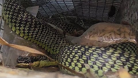 bẫy rắn phú đông trúng bầy hổ hành to/snake trap with big onion cobra