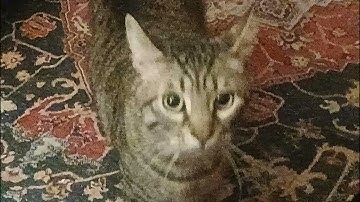 finalsong (anesthoboji [mr. sleketon duck oil] girlettize)