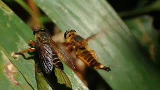 The mating dance of the robber fly. During the day, they are persistent hunters, at night-nimble