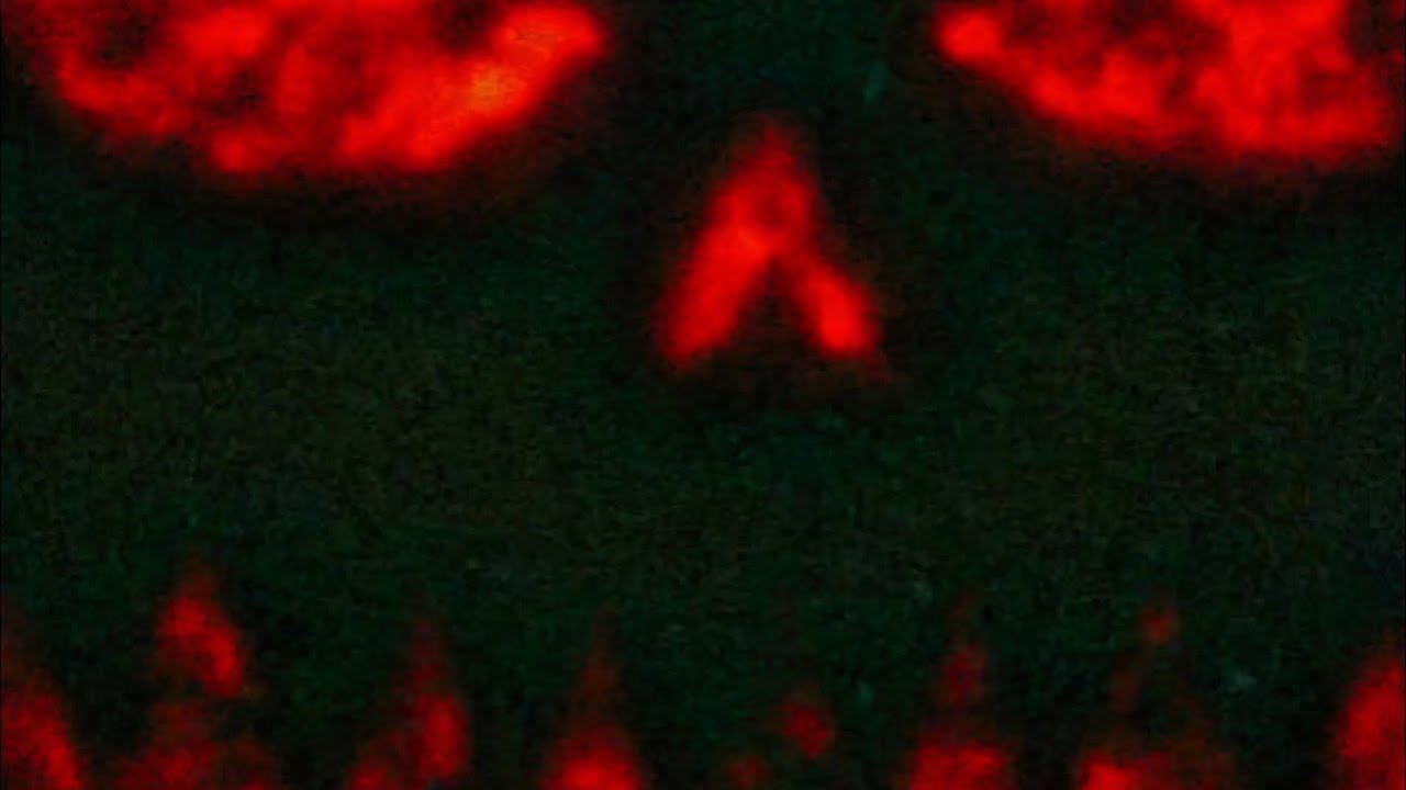 Whispers of the Hollow Night