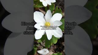 5 Facts About Sanguinaria Canadensis Bloodroot