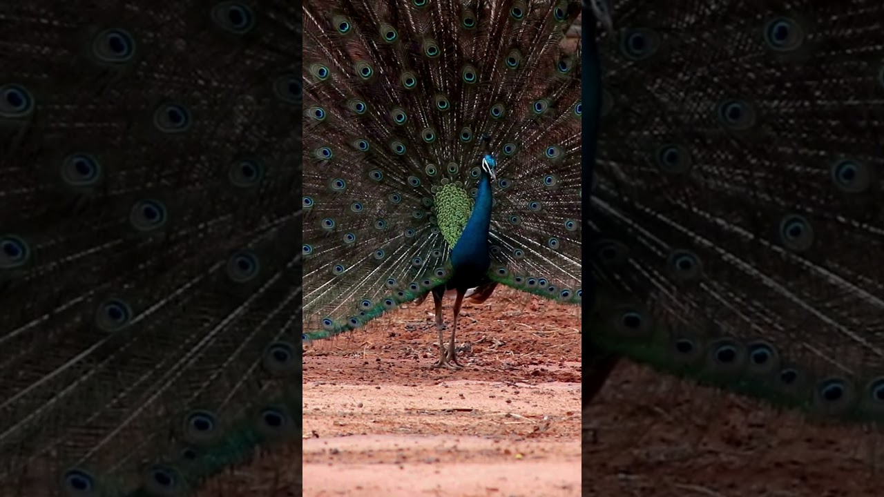 Peafowl Bird Sounds/Call 