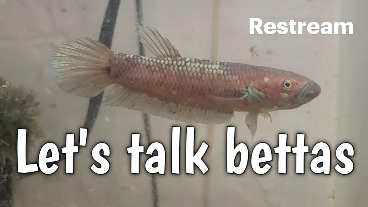 Let's talk bettas
