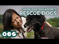 Why I Chose To Devote My Life To Caring For Rescue Dogs