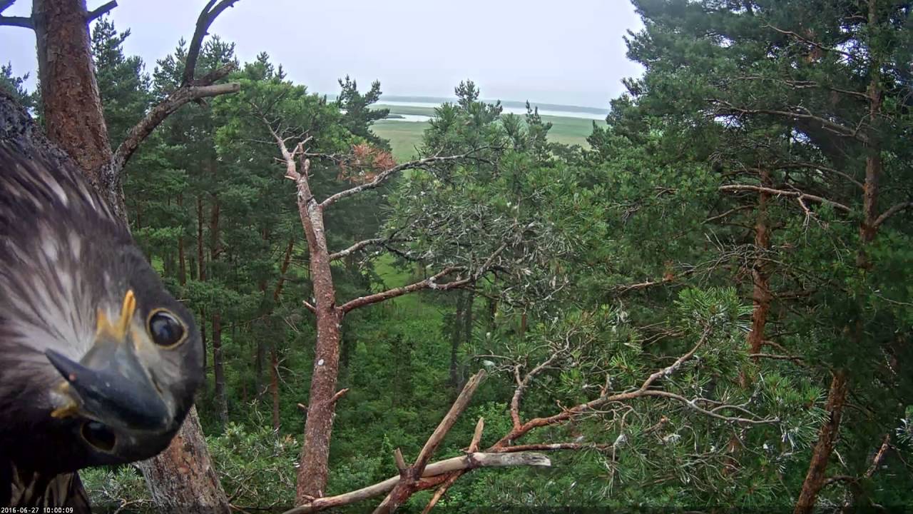 E332 Nord checking the camera - YouTube