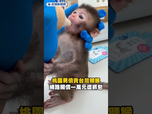 桃園男偷賣「滿月大台灣獼猴」　網路開價一萬元遭抓包｜民視新聞｜