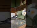 オカメインコのぬいぐるみを鳥達に合わせてみたら…【コザクラインコ】【オカメインコ】