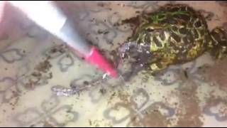 Feeding My Ornate Pacman Frog a Nightcrawler