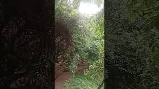 #viralvideo #nature botanical garden 🏡 #foryou #ihavethisthingwithplants