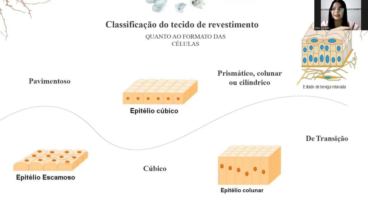 Aula Tecido Epitelial Youtube