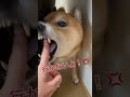 噛まれた事はありません🥰 #柴犬 #shibainu #拒否柴 #柴犬のいる暮らし #おもしろ動画 #おもしろ犬 #柴犬好きな人と繋がりたい