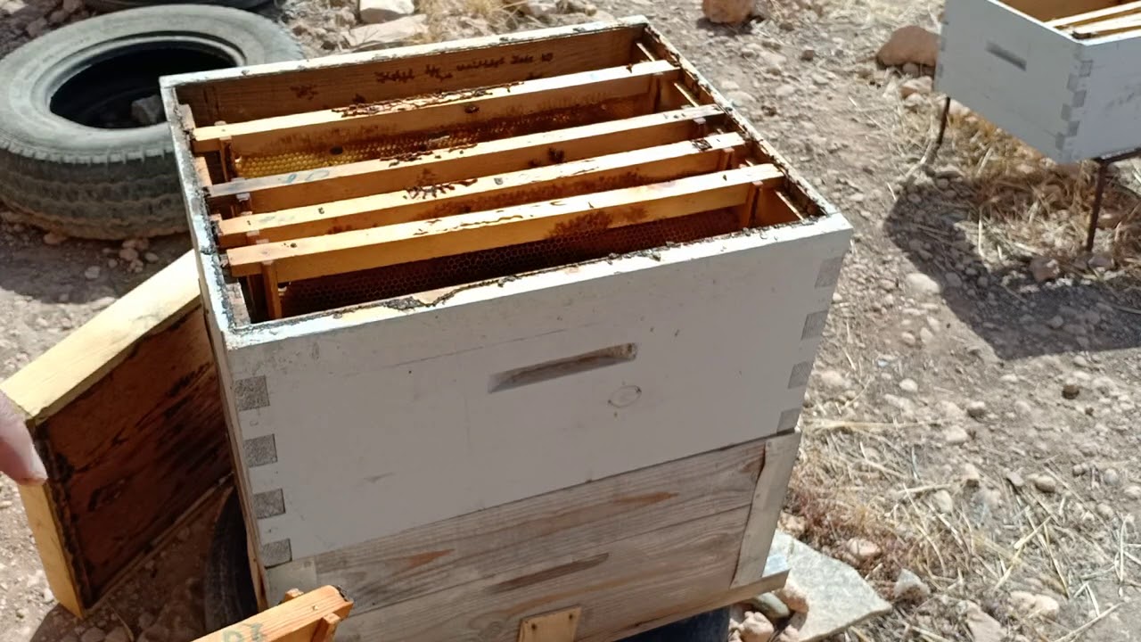 الحلقة 81 رفع الإطارات الزائدة و ضغط النحل تمهيدا للتقسيم في الخريف