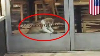 Mysz zabawia się z kotem, czyli Tom i Jerry w prawdziwym świecie screenshot 4