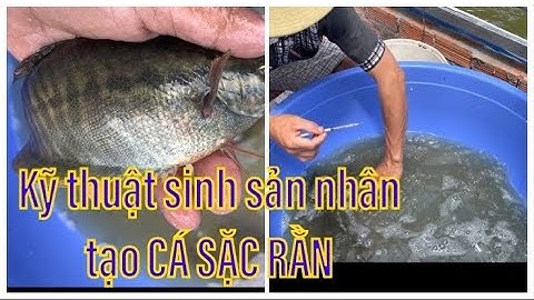 Hướng Dẩn Thực Tế Cách Sinh Sản Nhân Tạo Cá Sặc Rằn Dễ Hiễu| Kỹ Thuật Nuôi Cá Sặc Bố Mẹ.