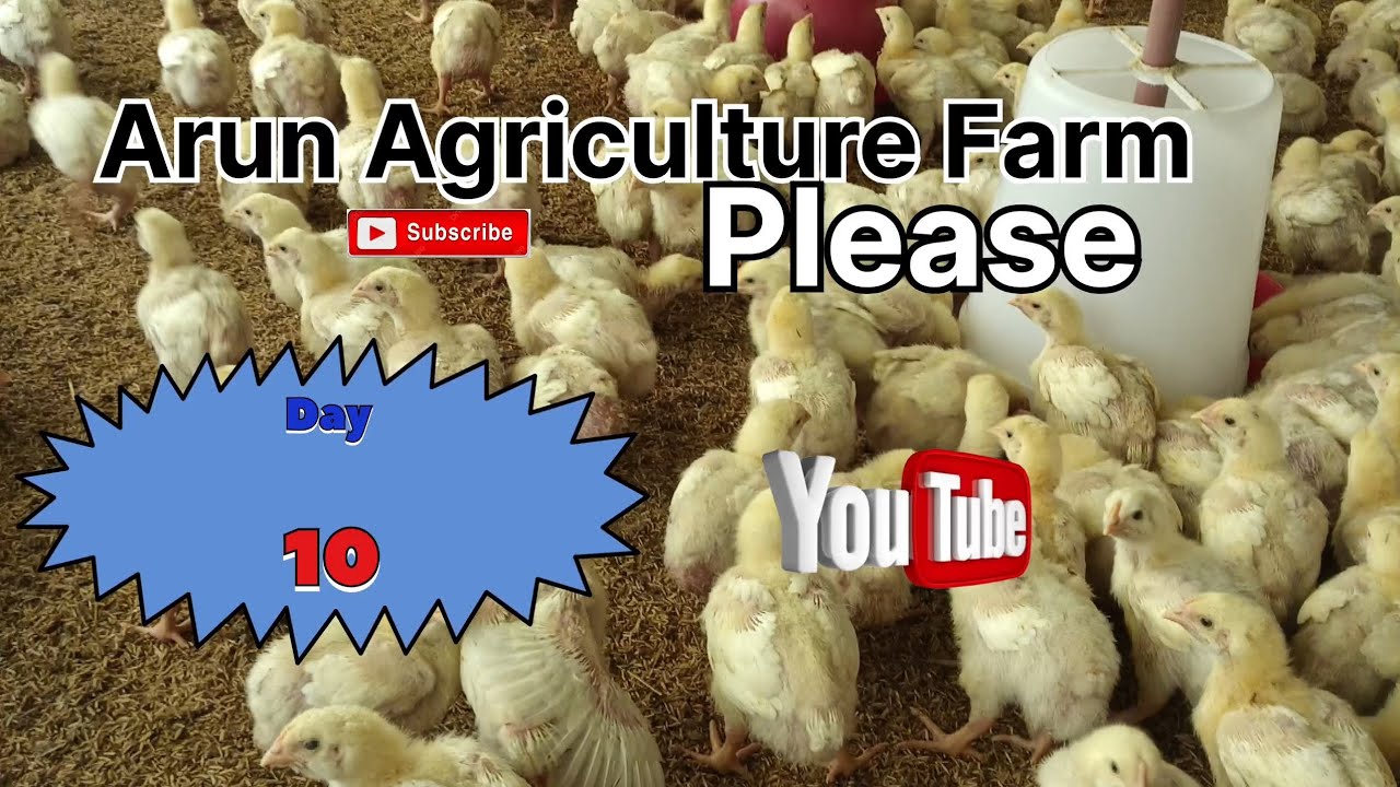 Poultry farming IB Group integration Broiler farm Day 10 manegement #poultryfarming #broiler #reels 