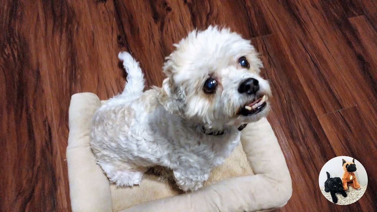 20210301 Poochin/PoodleJapanese Chin Mix (2 years 3 months old, 14 lbs.) Howling YouTube