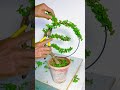 Sharing flowers growing tips everyday #plantcare #bonsai #bonsaitree #flowercare #garden #calendula
