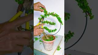 Sharing flowers growing tips everyday #plantcare #bonsai #bonsaitree #flowercare #garden #calendula