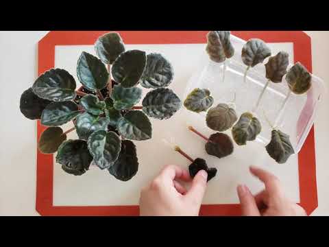 Video: Usambara Violett. Saintpaulia. Skötsel, Odling, Reproduktion. Rooting. Krukväxter. Dekorativ Blommande. Blommor. Ett Foto