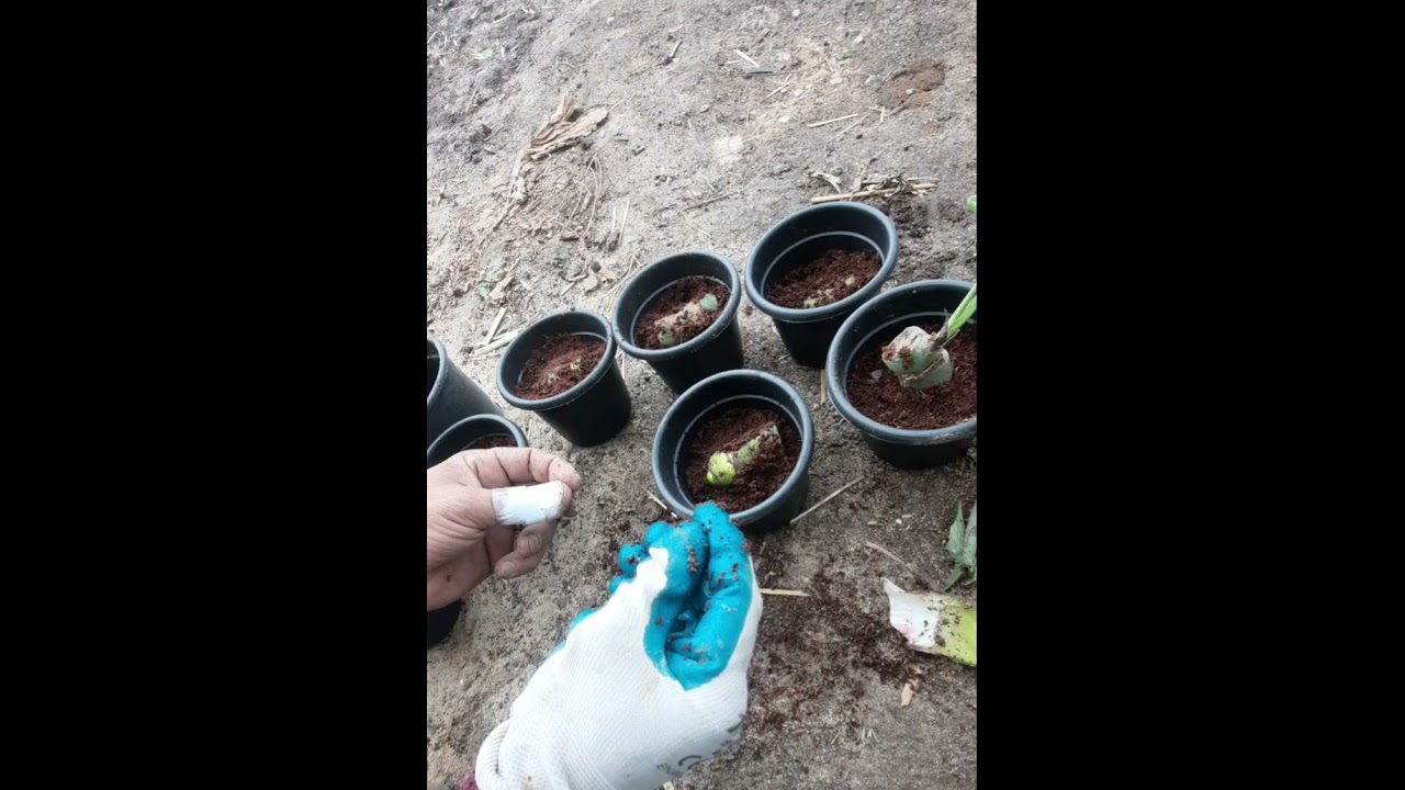 مونستيرا القفص الصدرى