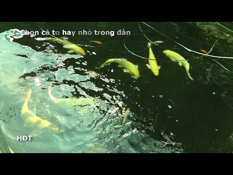 Hướng Dẫn Nuôi Cá Koi Mau Lớn Trong Hồ mini ! Kinh Nghiệm Sau 1 Năm 😍😍😍