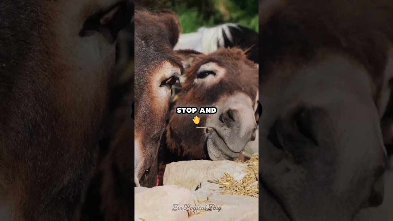 У этого «упрямого» поведения осла есть гениальная причина 