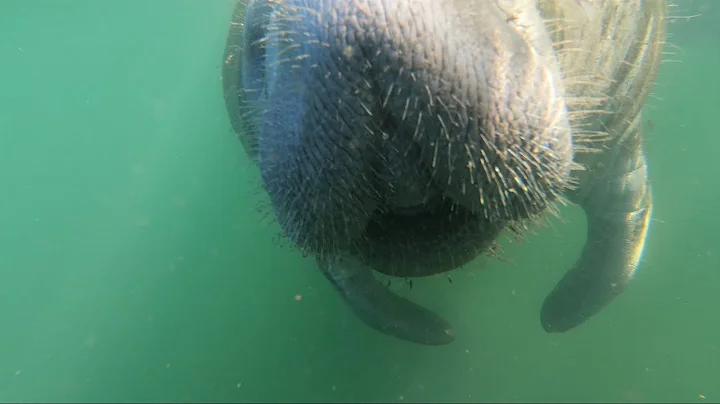 Manatee Hugs While Snorkeling King's Bay, Florida. Amazing close encounters!