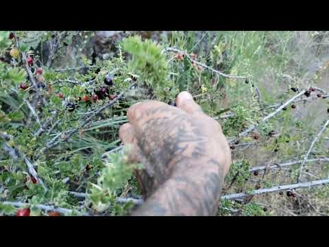 camera iphone 8 plus apk (short) Wild Gardens of Northern California Lava Tubes