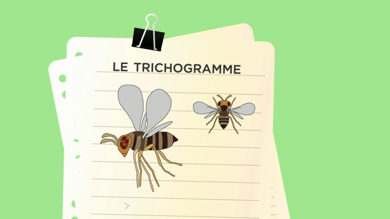 Le Trichogramme, des micro insectes qui éradiquent les Mites